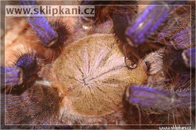 Cyriopagopus_sp._"blue"